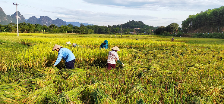Hoà Bình triển vọng từ canh tác lúa theo phương pháp thân thiện  với môi trường