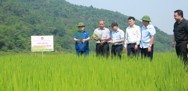 Hiệu quả từ việc tổ chức các hoạt động của Dự án Canh tác lúa trên địa bàn tỉnh Lai Châu