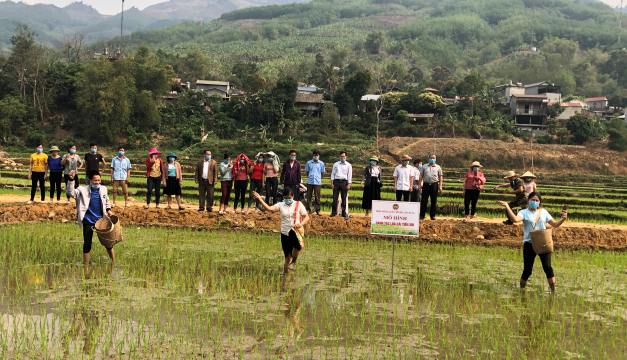 Hội Nông dân tỉnh Lai Châu tổ chức các lớp tập huấn phương pháp bón phân trong canh tác lúa cải tiến theo phương pháp SRI