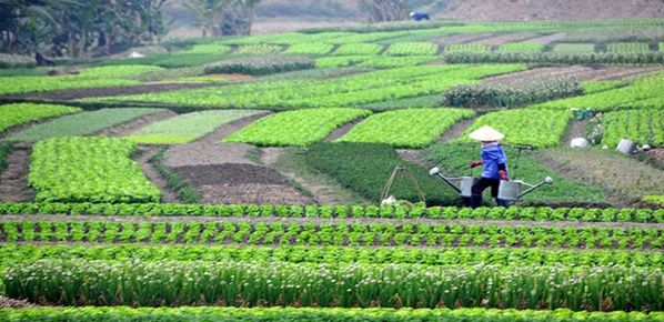 Tổng quan chiến lược và chính sách nông nghiệp xanh Việt Nam