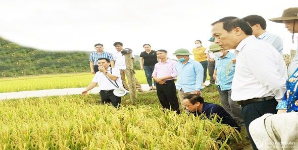 <b>Hội Nông dân tỉnh Nghệ An đánh giá mô hình canh tác lúa thân thiện với môi trường</b>