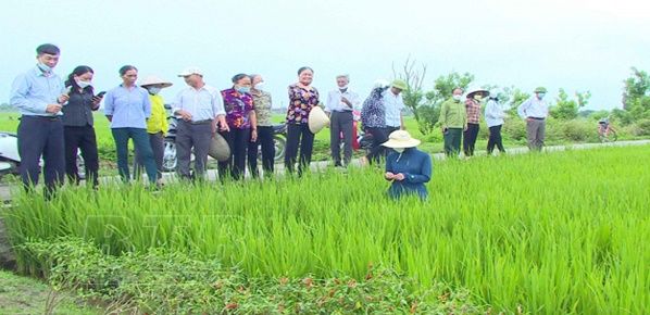 Nâng cao nhận thức cho nông dân về cấy lúa thân thiện với môi trường
