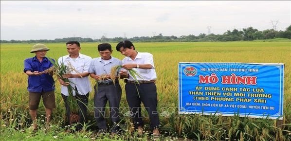Hiệu quả từ cánh đồng lúa thân thiện với môi trường ở Bắc Ninh