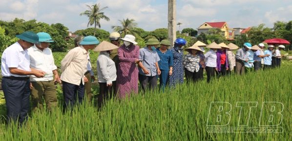 Tập huấn kiến thức chăm sóc lúa thân thiện với môi trường