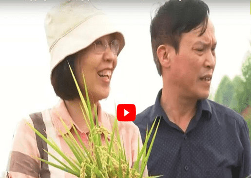 hiệu quả canh tác lúa thân thiện môi trường