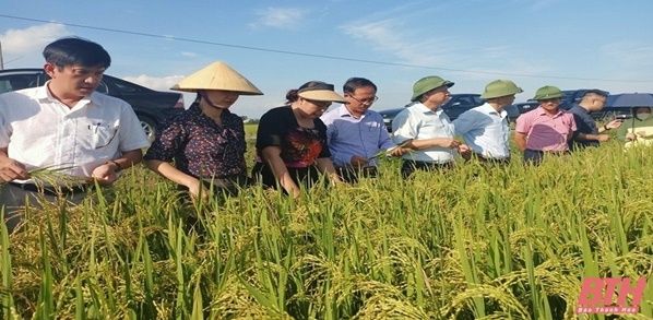 Thanh Hoá canh tác lúa thân thiện môi trường