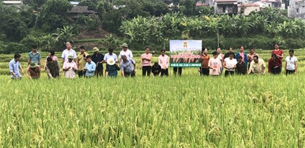 Hội nghị đầu bờ mô hình canh tác lúa thân thiện với môi trường (tại bản Mấn, xã Nậm Xe, huyện Phong Thổ)