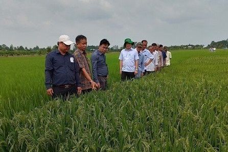 Hội Nông dân tỉnh Trà Vinh và Kiên Giang tham quan Hợp tác xã giống nông nghiệp Định An, huyện Lấp Vò