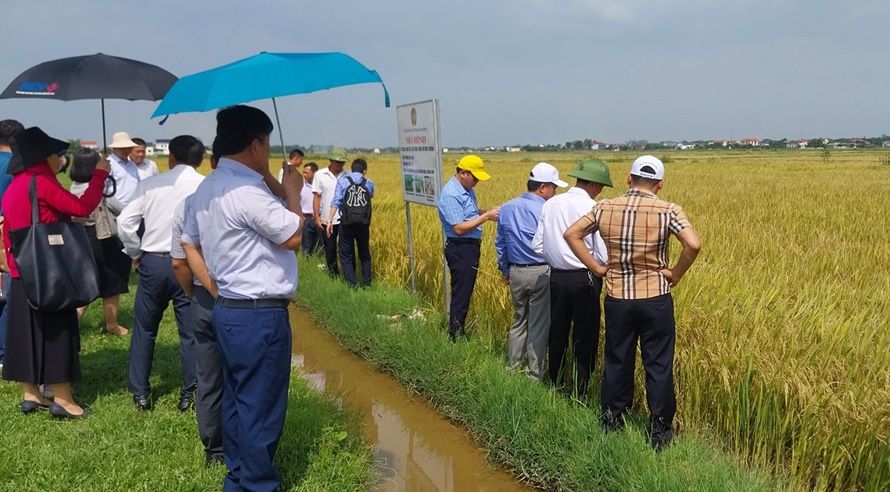Kết quả tích cực từ Dự án tuyên truyền, vận động nông dân canh tác lúa thân thiện với môi trường