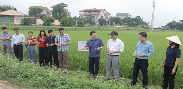 mô hình canh tác lúa thân thiện môi trường tại Bắc Giang