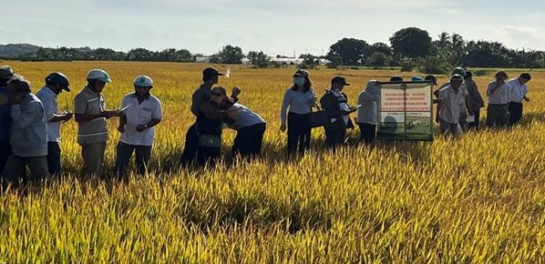 <b>Ban Quản lý dự án Hội Nông dân tỉnh Bình Thuận tổ chức Hội nghị đầu bờ về phương pháp canh tác lúa thân thiện với môi trường</b>