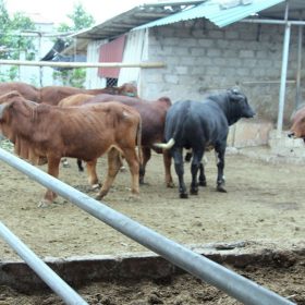 Mô hình chăn nuôi tích hợp, tuần hoàn: Hướng đi mới của nền kinh tế xanh