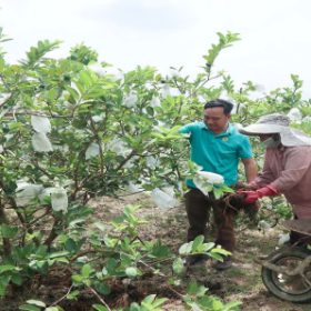 Nông dân Nghệ An phấn đấu sản xuất 90.000 tấn phân bón hữu cơ vi sinh